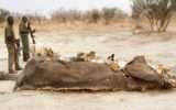 26 elefanti uccisi con il cianuro dai bracconieri in Zimbabwe