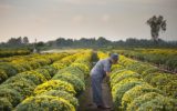 Agricoltura: come la legge sul sovraindebitamento può aiutare le imprese in difficoltà Agricoltura: come la legge sul sovraindebitamento può aiutare le imprese in difficoltà