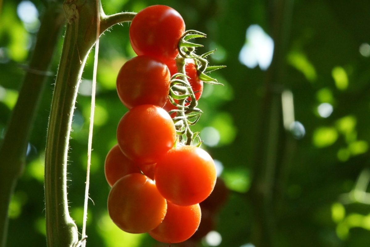 Anicav: solo pomodori made in italy sulle tavole italiane