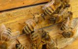 Anno nero per l'apicoltura italiana