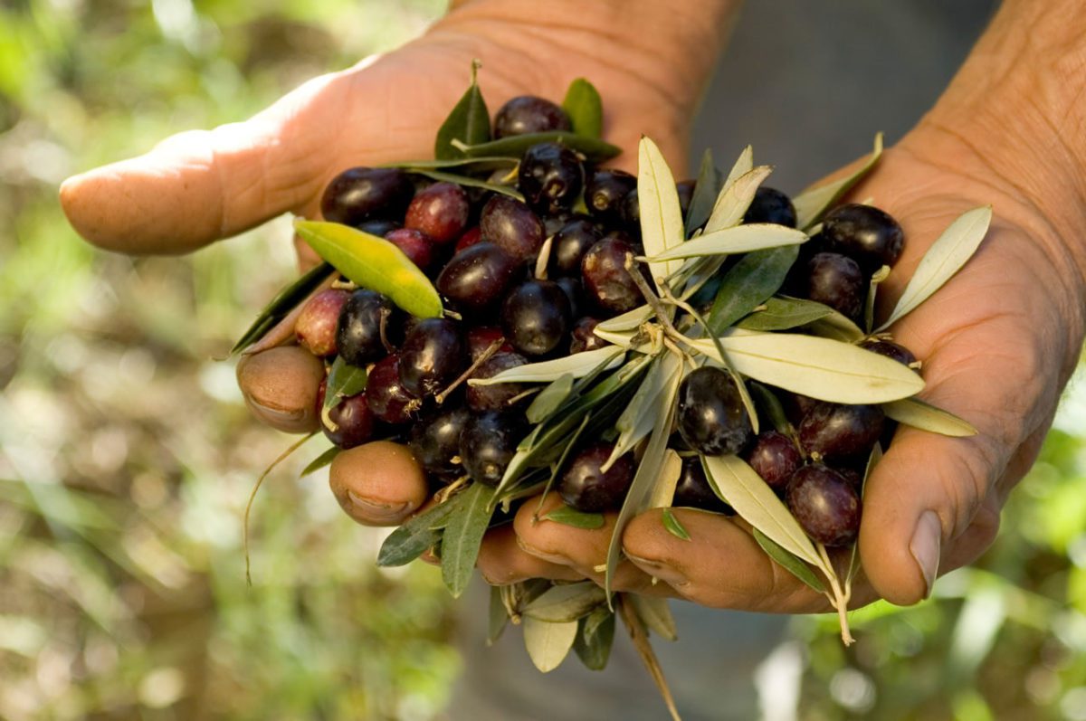 Arriva l'olio nuovo Arriva l'olio nuovo