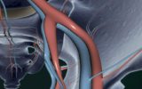 Arterie in 3D per prevenire l'infarto
