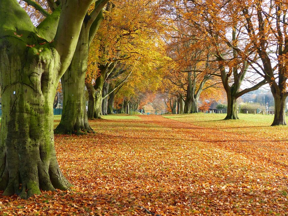 Autunno d'arte Autunno d'arte
