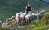 Boom dei giovani pastori