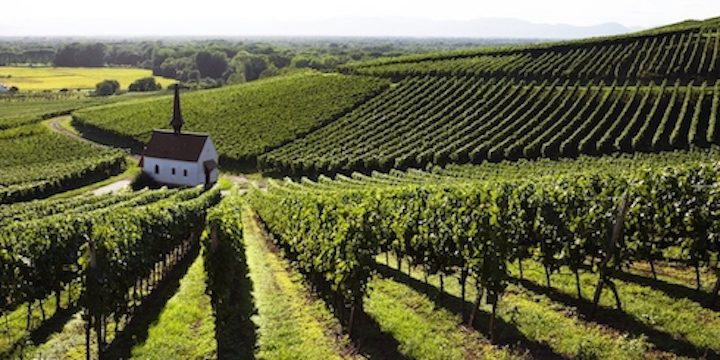 Cambiamenti climatici e viticoltura: lo stato in regione Campania