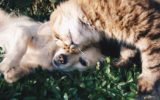 Cani e gatti: nuove raccomandazioni per la vaccinazione