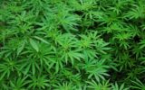 Cannabis: cosa c'è da sapere?