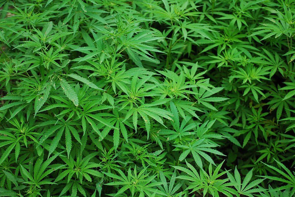 Cannabis: cosa c'è da sapere?