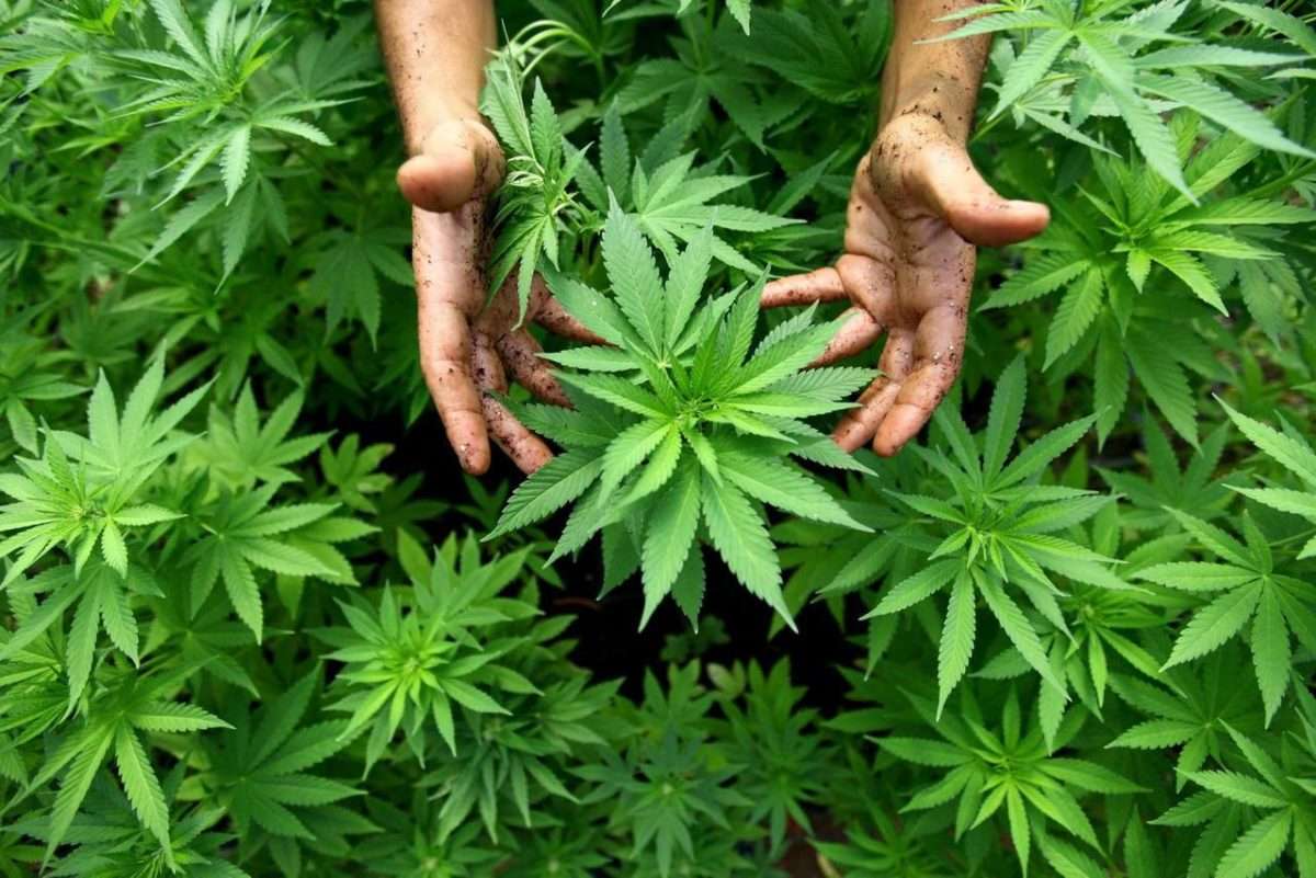 Cannabis: gli italiani favorevoli alla coltivazione per usi terapeutici