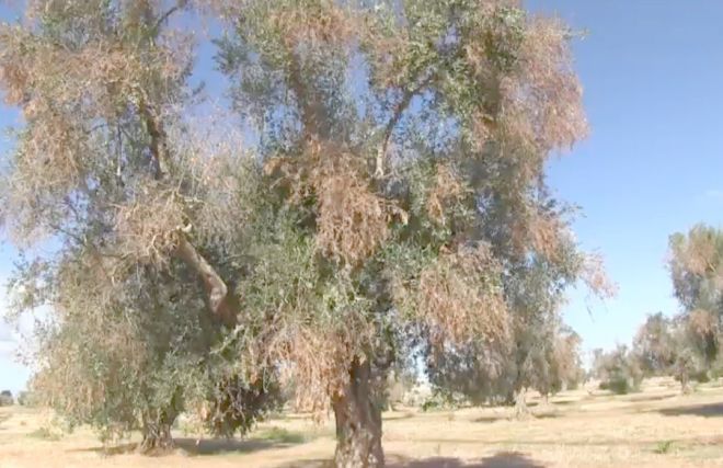 Caso Xylella, parlano WWF, Federbio e AIAB Caso Xylella