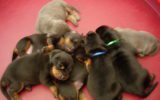 Clonazione animale: nati i primi cani in provetta