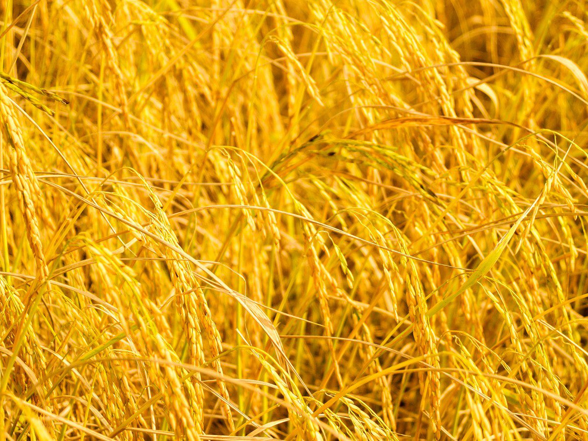 Completato il genoma del grano duro: quale futuro per la filiera nazionale?
