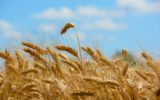 Crisi del grano: dati e proposte