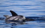 Delfini: la foto-identificazione per tutelarli