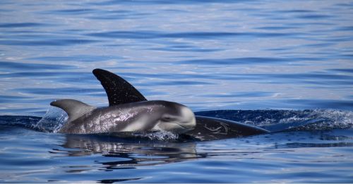Delfini: la foto-identificazione per tutelarli