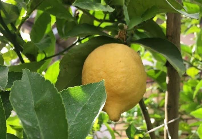 Dieci scatti per il limone di Sorrento
