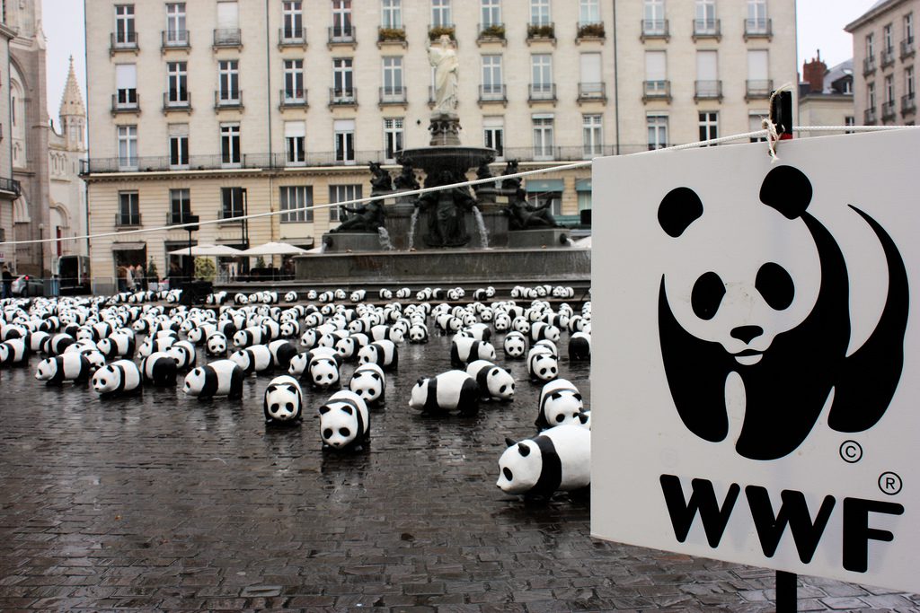 Educazione ambientale nelle scuole: i progetti WWF