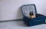 Gatti in vacanza: valigie pronte per il 50% dei felini