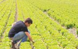 Giovani in agricoltura: Italia primo Paese in Europa