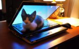 Guardare gatti su internet aumenta l'energia. Lo dice uno studio