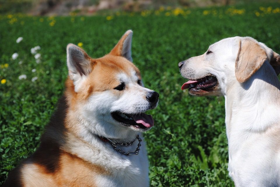I cani non dimenticano I cani non dimenticano