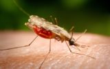 I consigli per evitare le zanzare di giorno e di notte