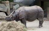I rinoceronti trovano una seconda casa