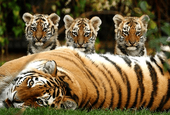 Il commercio illegale delle tigri