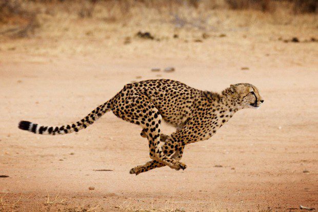 Il Ghepardo: una corsa verso l'estinzione