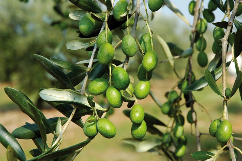 Il piano olivicolo nazionale