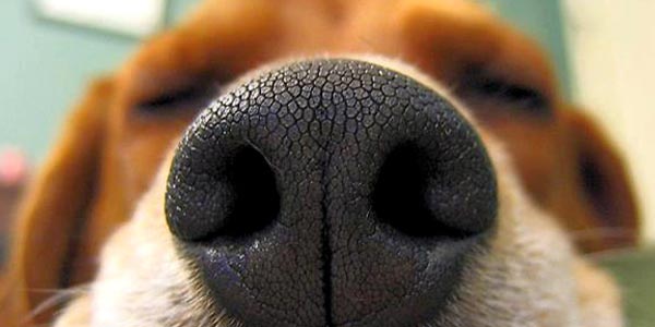 Il sensitivo olfatto dei cani