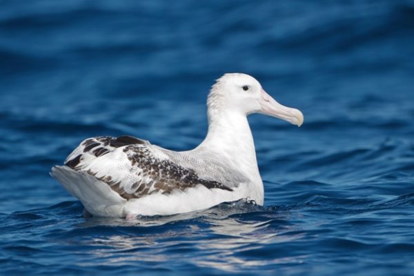 Il volo dell’albatros