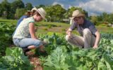 L'agricoltura spinge all'occupazione