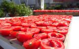 L'elogio dei pomodori