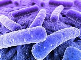 L'intestino umano  si è adattato a inquinanti e antibiotici