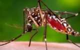 L'Italia deve munirsi di un "piano contro le zanzare"