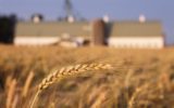 La filiera del grano duro a confronto ai Durum Days