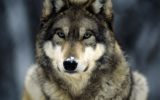 La Petizione WWF per salvare il lupo