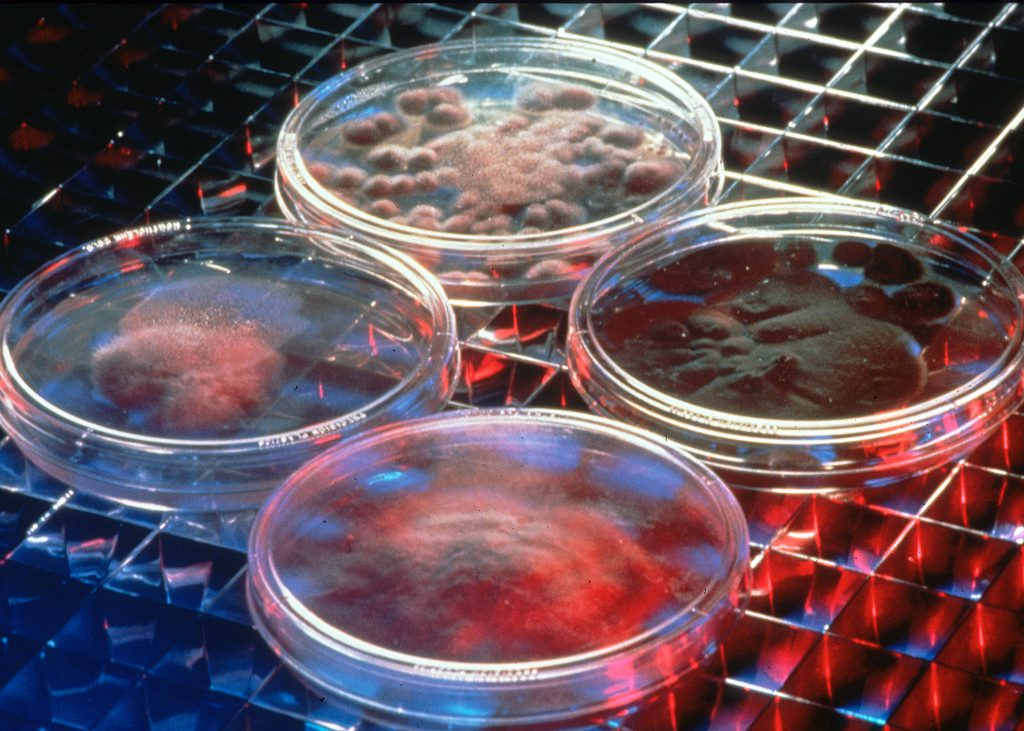 Le cellule staminali umane del sangue