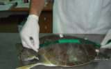 Legambiente e Mareblu per la tutela delle tartarughe marine