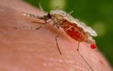 Malaria: a rischio un bambino su due