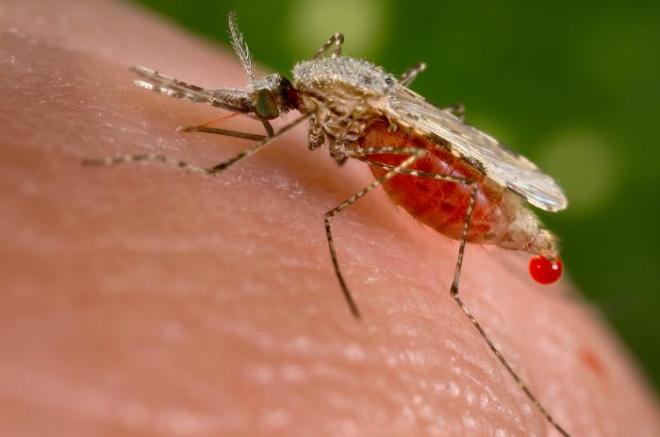 Malaria: a rischio un bambino su due