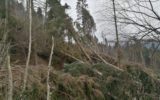 Maltempo: foreste italiane devastate da vento di oltre 140 km/h