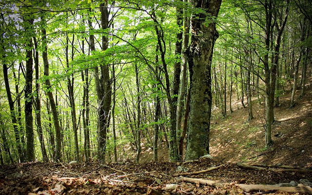 Migliorare la gestione delle foreste e del suolo dell'UE