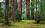Migliore tutela e gestione di terreni e foreste in tutta l'Unione Europea