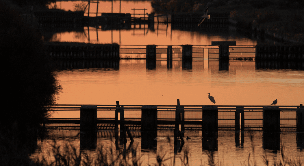 Navigazione fluviale e birdwatching: 2019 eletto anno del turismo lento