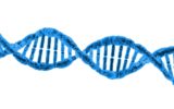 Nel DNA dell'antenato ominoide la chiave per una patologia