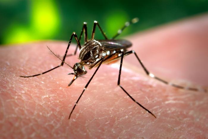 Niente allarmismi sul virus Zika in Italia