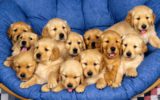 Nuova proposta di legge in Inghilterra: no ai cuccioli venduti dai negozi