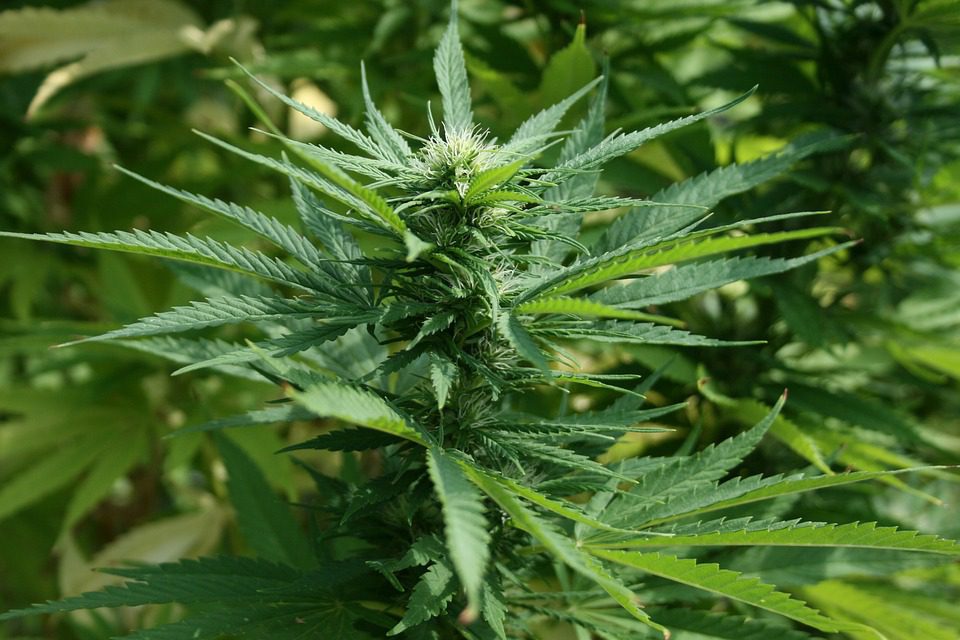 Nuovi studi sull'uso della marijuana